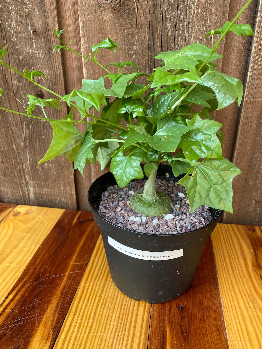 ozwrt THE CAUDEX POT グラキリス TheCodexMan』シリーズにおいて1番最初に制作したのはグラキリス