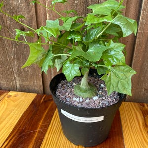 Gerrardanthus Macrorhizus caudex plant
