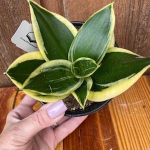 Sansevieria trifasciata ‘Jade pagoda hahnii’