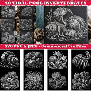 Op de afbeelding: Een digitale collectie getiteld 40 TIDAL POOL INVERTEBRATES SVG PNG & JPEG - Commercial Use Files, met zwart-witillustraties van diverse zeeschelpen, heremietkreeften, zeeanemonen en koraalriforganismen op vierkante tegels.