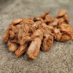 May include: A close-up of a pile of brown, dried, and fuzzy seed pods. The pods are clustered together and have a rough, textured surface.