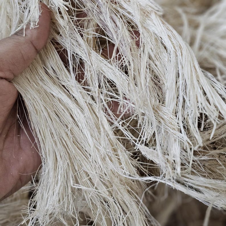 K&ouml;nnte beinhalten: Nahaufnahme einer Hand, die eine Masse roher, cremefarbener Fasern h&auml;lt. Die Fasern sind lang, d&uuml;nn und haben eine leicht ausgefranste Textur. Sie sind dicht gepackt, was ein dichtes, strukturiertes Aussehen erzeugt. Das Bild deutet auf ein nat&uuml;rliches Textilmaterial hin.