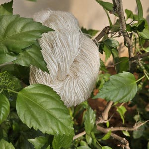 May include: A ball of off-white yarn rests among green leaves and brown branches. The yarn appears to be made of a natural fiber, with a slightly textured surface. The leaves are large and heart-shaped, with visible veins.