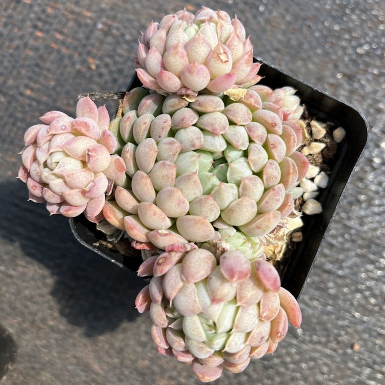 Echeveria butterball rare pink succulent imported from korea