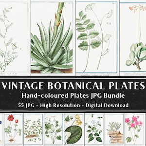 55 Vintage Botanical Plates, Botany Plant Images, Botanical Wall Art Bundle, Vintage Flowers Illustrations, Digital Download