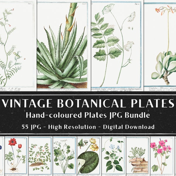 55 Vintage Botanical Plates, Botany Plant Images, Botanical Wall Art Bundle, Vintage Flowers Illustrations, Digital Download