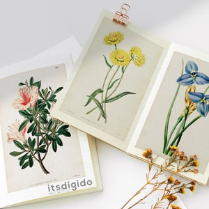 65 vintage botaniska illustrationer av Sydenham Edwards och John Lindley Vol 1, botaniska tallrikar, växtpaket, omedelbar nedladdning bild 7