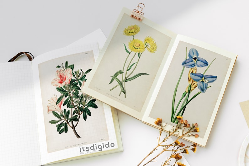 65 vintage botaniska illustrationer av Sydenham Edwards och John Lindley Vol 1, botaniska tallrikar, växtpaket, omedelbar nedladdning bild 7