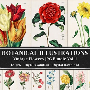 65 Vintage Botanical Illustrations by Sydenham Edwards and John Lindley Vol 1, Botanical Plates, Plant Bundle, Instant Download