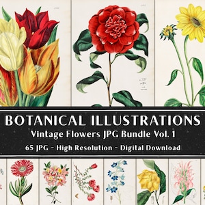 65 ilustraciones botánicas vintage por Sydenham Edwards y John Lindley Vol 1, Placas botánicas, paquete de plantas, descarga instantánea