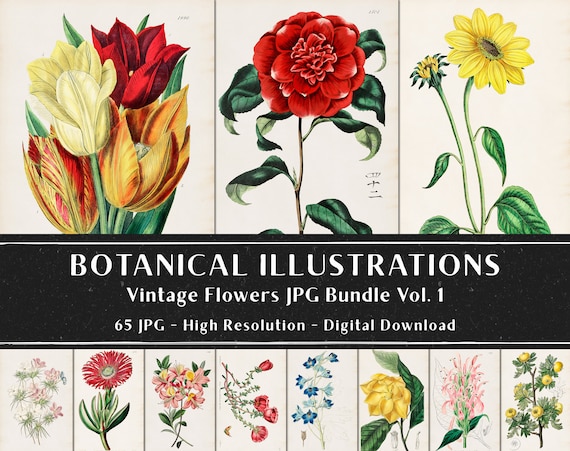 65 Vintage Botanical Illustrations by Sydenham Edwards and John Lindley Vol 1, Botanical Plates, Plant Bundle, Instant Download