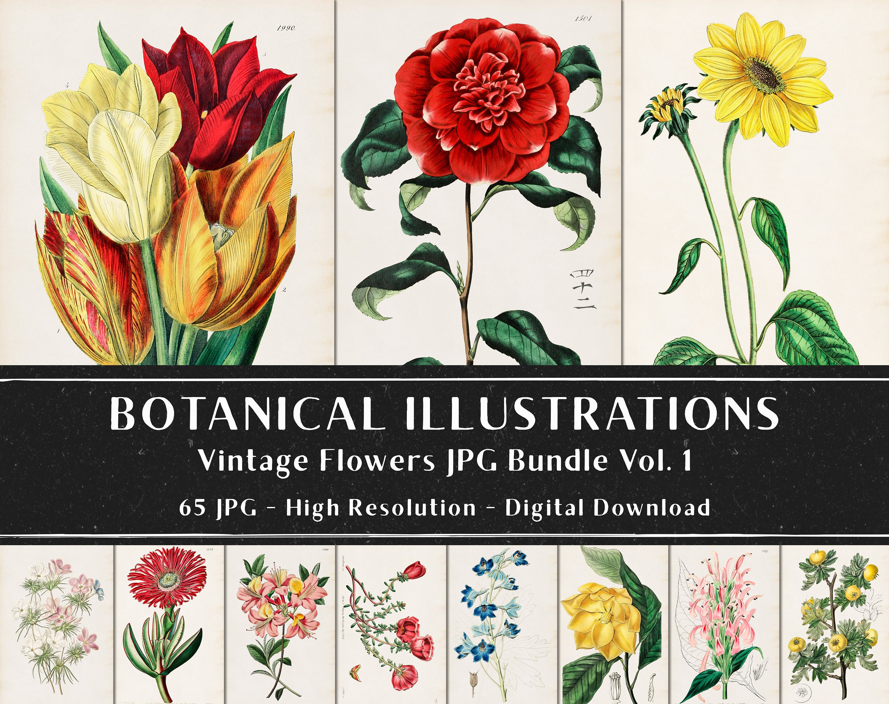 65 Vintage Botanical Illustrations by Sydenham Edwards and John Lindley Vol 1, Botanical Plates, Plant Bundle, Instant Download