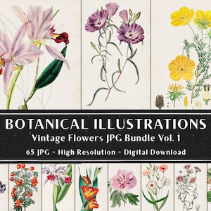 65 vintage botaniska illustrationer av Sydenham Edwards och John Lindley Vol 1, botaniska tallrikar, växtpaket, omedelbar nedladdning bild 4
