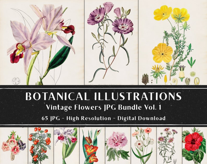 65 vintage botaniska illustrationer av Sydenham Edwards och John Lindley Vol 1, botaniska tallrikar, växtpaket, omedelbar nedladdning bild 4