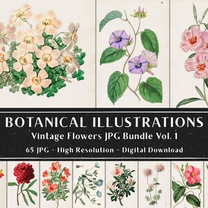 65 vintage botaniska illustrationer av Sydenham Edwards och John Lindley Vol 1, botaniska tallrikar, växtpaket, omedelbar nedladdning bild 3