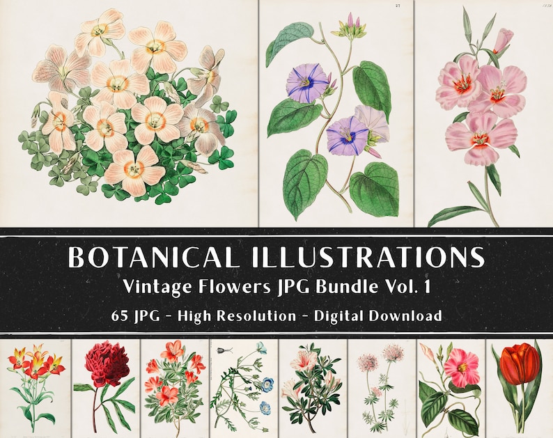 65 vintage botaniska illustrationer av Sydenham Edwards och John Lindley Vol 1, botaniska tallrikar, växtpaket, omedelbar nedladdning bild 3