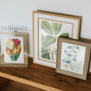 65 vintage botaniska illustrationer av Sydenham Edwards och John Lindley Vol 1, botaniska tallrikar, växtpaket, omedelbar nedladdning bild 6