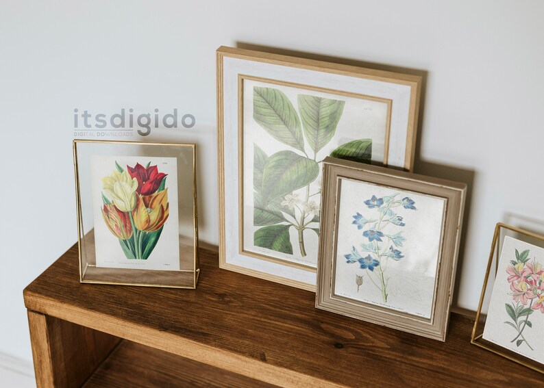 65 vintage botaniska illustrationer av Sydenham Edwards och John Lindley Vol 1, botaniska tallrikar, växtpaket, omedelbar nedladdning bild 6