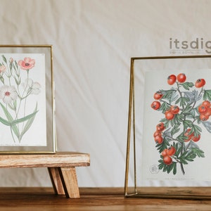 65 vintage botaniska illustrationer av Sydenham Edwards och John Lindley Vol 1, botaniska tallrikar, växtpaket, omedelbar nedladdning bild 5