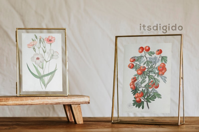 65 vintage botaniska illustrationer av Sydenham Edwards och John Lindley Vol 1, botaniska tallrikar, växtpaket, omedelbar nedladdning bild 5