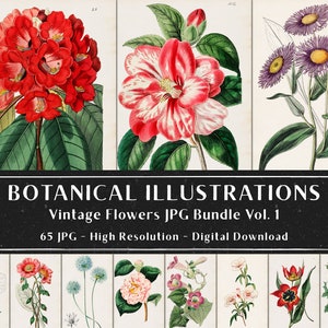 65 vintage botaniska illustrationer av Sydenham Edwards och John Lindley Vol 1, botaniska tallrikar, växtpaket, omedelbar nedladdning bild 2