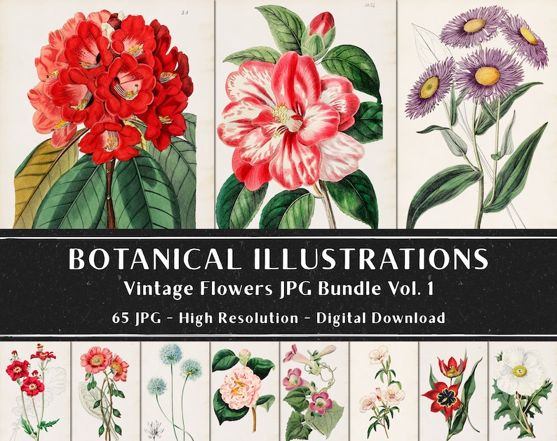 65 vintage botaniska illustrationer av Sydenham Edwards och John Lindley Vol 1, botaniska tallrikar, växtpaket, omedelbar nedladdning bild 2