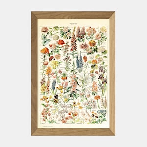 Adolphe Millot Poster Botanische Fleurs, Antieke Botanische Muurkunst, Bloemkunst Millot print, Vintage Botanische Galerij Muurprintset