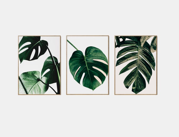 monstera house Monstera Deliciosa House Plant main image 1