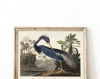 Audubon Floral Poster, Vintage Botanical Printable, Vintage Birds Printable, Audubon Print, Botanical Print Wall Art