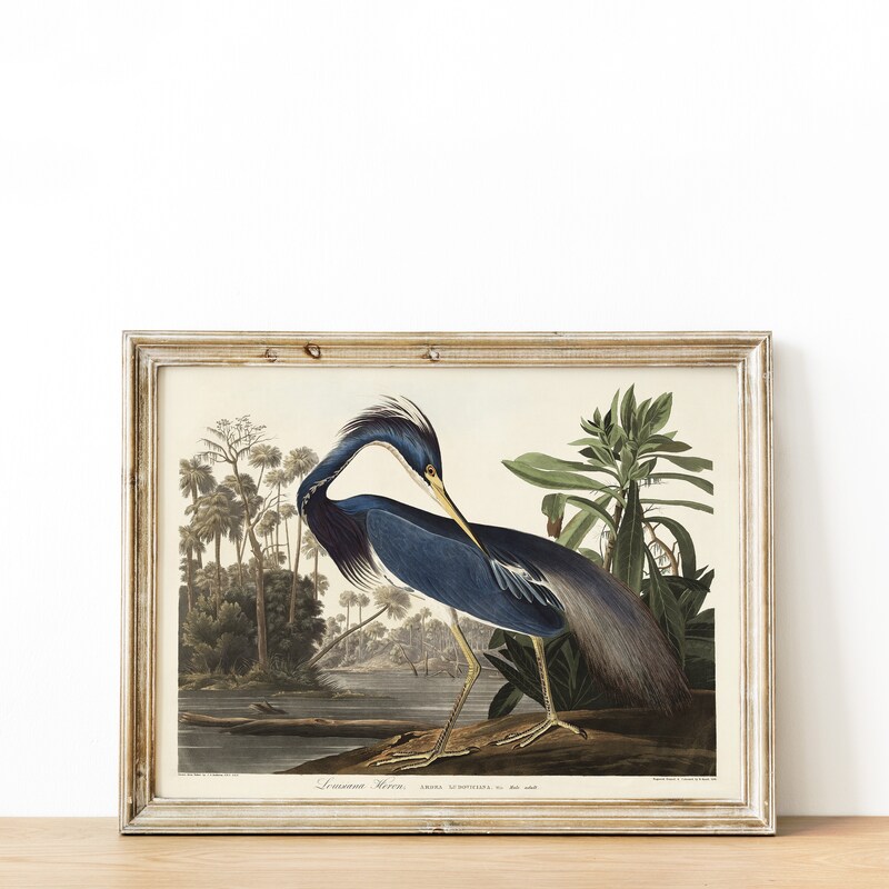 Audubon Prints - Etsy