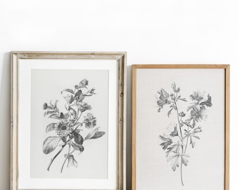Vintage Sketches Flowers Printable, Vintage Gallery Wall Art Set Of 2, Botanical Print, Antique Sketch Flowers Poster