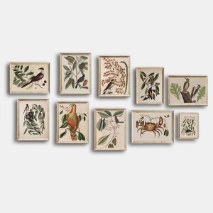 Vintage botánico imprimible, vintage Audubon Gallery Wall Art Set de 10, impresión botánica Audubon, cartel floral antiguo