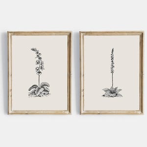 Vintage Sketch Country Flowers Printable, Vintage Botanical Gallery ...