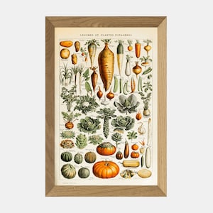 Cartel de Adolphe Millot vegetal botánico, arte de pared botánico antiguo, impresión de arte floral Millot, conjunto de impresión de pared de galería botánica vintage