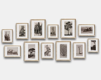 May include: A gallery wall of 12 framed black and white nature prints. The prints feature various trees and landscapes. The frames are all a light wood color.