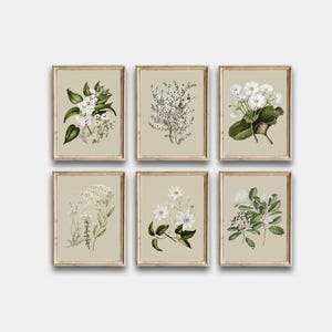 Può includere: Set di sei stampe botaniche con fiori bianchi e foglie verdi in stile vintage. Le stampe sono incorniciate in una cornice di legno chiaro e hanno uno sfondo beige.