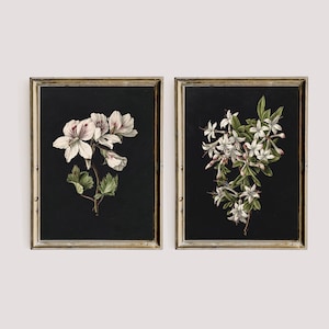 Moody Vintage Floral Print, Dark Printable Gallery Wall Art Set Of 2, Dark Academia Decor Set, Botanical Goth Painting