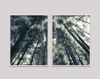 May include: A split-panel image of a forest with tall trees reaching up towards the sky. The trees are silhouetted against a bright sky, creating a dramatic effect. The image is in black and white, giving it a vintage feel.
