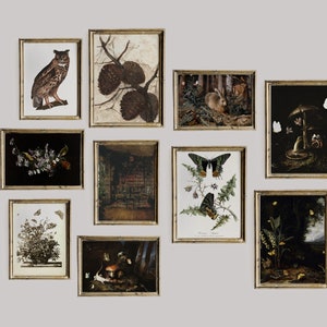 May include: A collection of framed prints featuring nature-inspired imagery, including an owl, butterflies, mushrooms, and a rabbit in a forest setting.