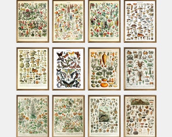 Cartel de Adolphe Millot Botánico, Arte de pared botánico antiguo, Arte floral Impresión de Adolphe Millot, Galería botánica vintage Impresión de pared Conjunto de 12
