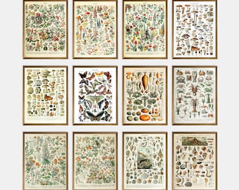Adolphe Millot Poster Botanical, Antique Botanical Wall Art, Flower Art Adolphe Millot print, Vintage Botanical Gallery Wall Print Set Of 12