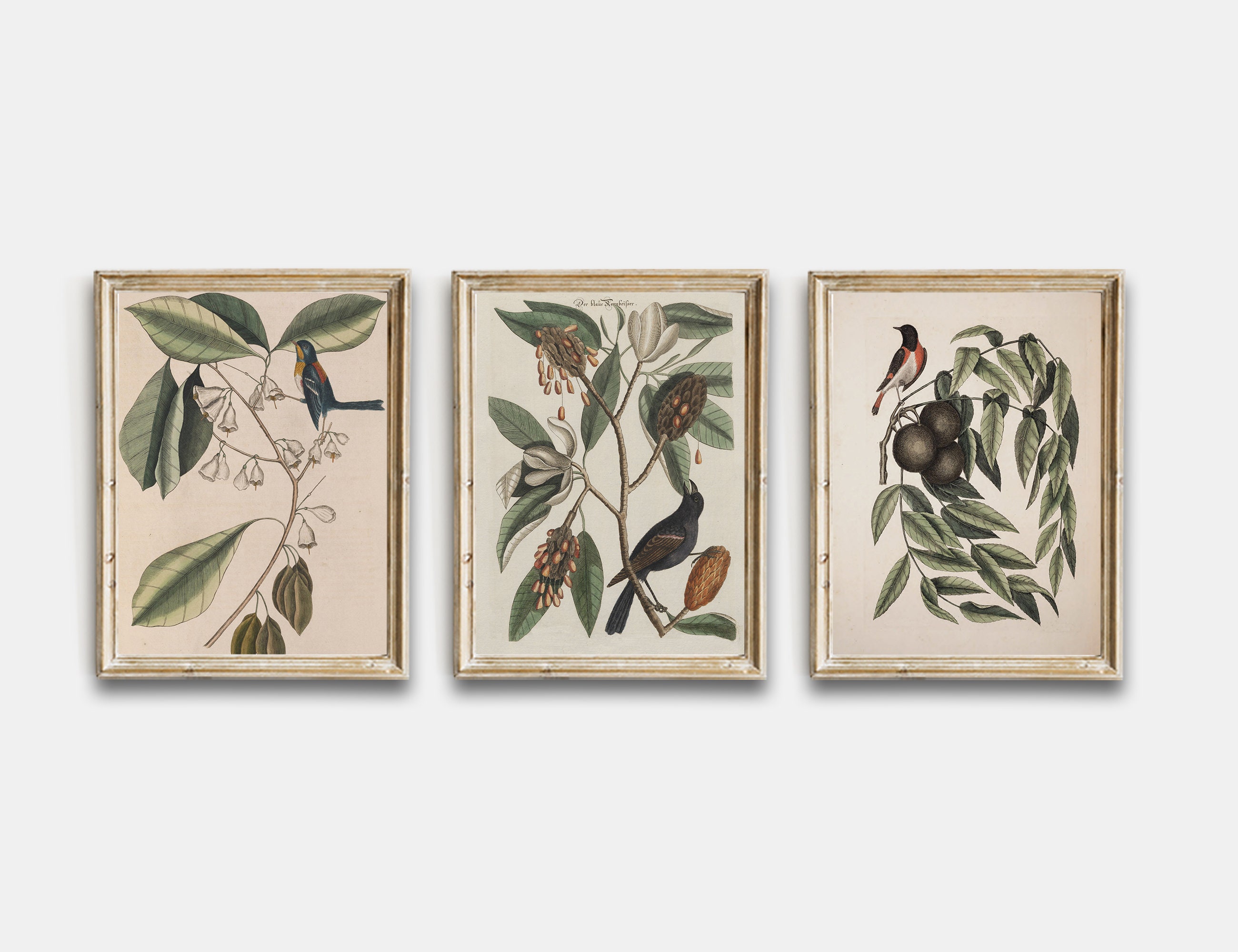 Vintage Botanical Printable, Vintage Audubon Gallery Wall Art Set of 6 ...