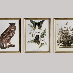 May include: Three framed prints with vintage illustrations of a brown owl, a black and yellow butterfly, and a bouquet of flowers with butterflies. The frames are gold and have a simple design.