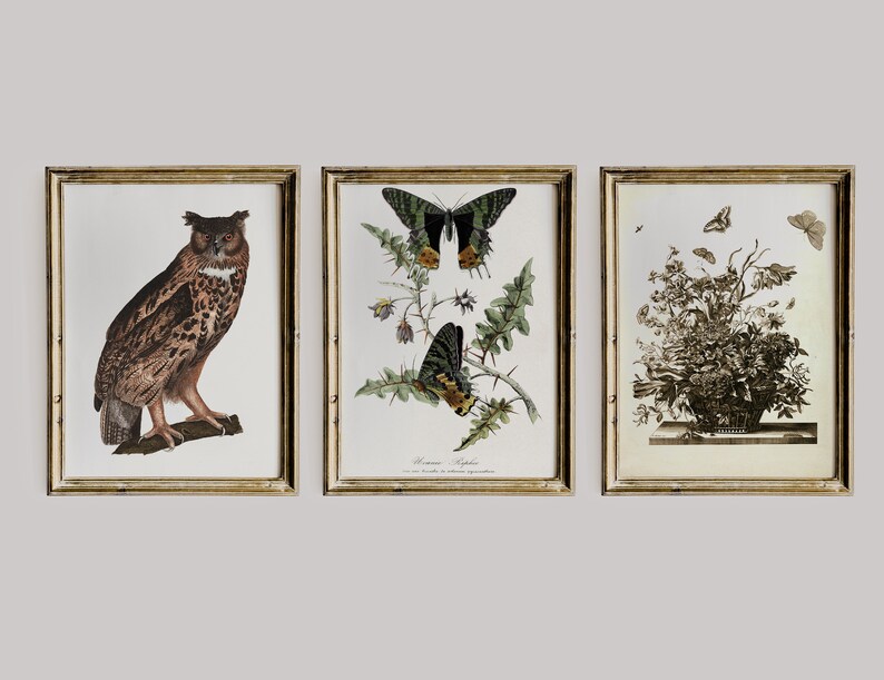 May include: Three framed prints with vintage illustrations of a brown owl, a black and yellow butterfly, and a bouquet of flowers with butterflies. The frames are gold and have a simple design.