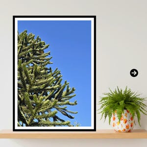 May include: A framed vertical wall art print featuring a detailed view of a green monkey puzzle tree against a clear blue sky. The print is displayed in a black frame, positioned next to a small potted fern with orange and white patterned leaves.