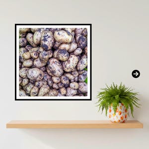Puede incluir: Primer plano de un montón de patatas recién cosechadas. Las patatas son de color marrón claro con tierra oscura adherida a su piel. Las patatas varían en tamaño y forma, lo que sugiere una cosecha natural y sin refinar.