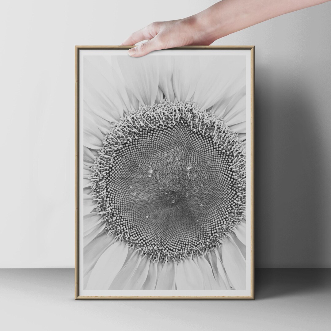 Black and White Sunflower Print, Macro Flower Photography Poster