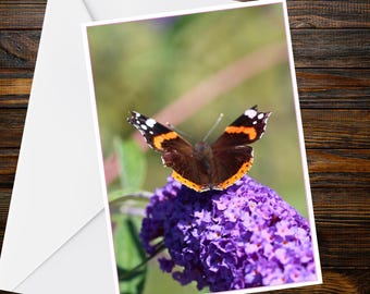 Biglietto d'auguri formato A6 con farfalla Vanessa atalanta - Collezione Farfalle / Stampa di Marcus Brown
