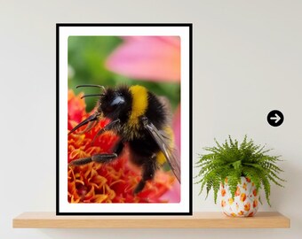 Stampa macro di un bombo / Fotografia botanica e naturalistica colorata, arredamento in stile cottagecore