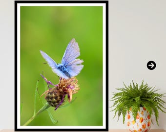 Stampa della farfalla azzurra comune, fotografia naturalistica, arte murale botanica e faunistica